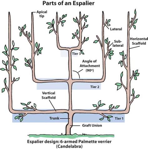 I show you how to prune espalier fig trees back to the first cordons. 21 Acres Fruit Tree Espalier Class Tickets, Sat, May 21 ...
