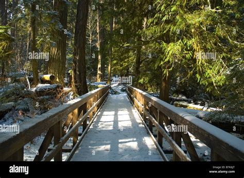 Wooden Walkway With Light Dusting Of Snow Cathedral Grove In Macmillan