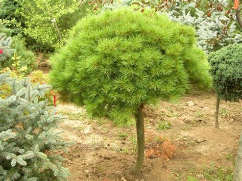 Eastern White Pine Pinus Strobus Tree Facts Habitat Pictures