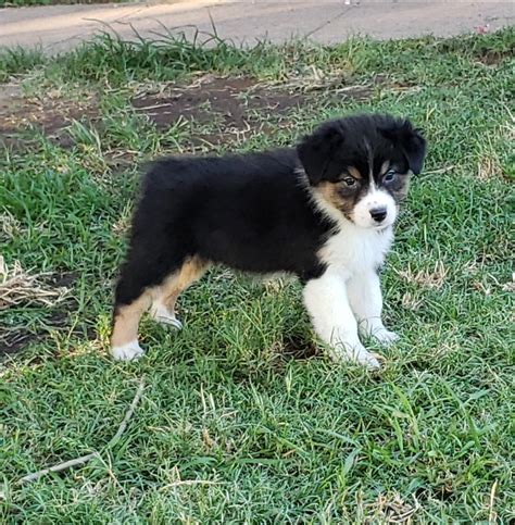 Texas heeler puppies, miniature australian shepherd puppies, & australian cattle dog puppies for sale as family, hunting, or working dogs. Australian Shepherd Puppies For Sale | Red Oak, TX #278556