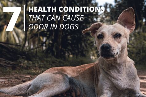 7 Reasons Your Dog Smells Bad And New Tips To Eliminate Dog Odor