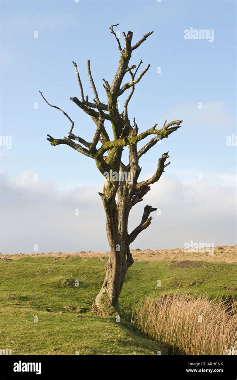 Lone Dead Tree On Dartmoor Uk Against A Blue Sky And Green Grass Stock