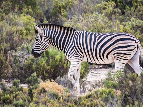 Zebra In Natural Habitat Photograph By Lindsay Diehl Pixels