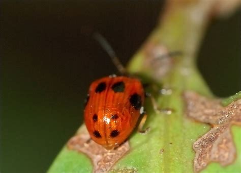 But other stuff that might pass through a tiny bite puncture? Small 9-spotted Leaf Beetle - Tinosis decemmaculata