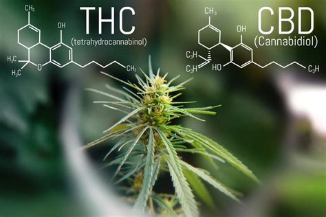 The best cbg and cbd weed. Can CBD Counteract the Effects of THC? - Sensi Seeds