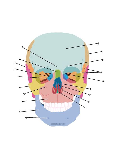 Huesos De La Cara Sin Nombre Huesos De La Cara Anatomía Del