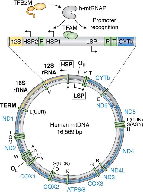 Structure Mechanism And Regulation Of Mitochondrial Dna Transcription