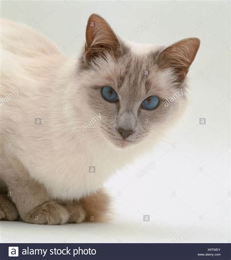 Balinese Cat High Resolution Stock Photography And Images Alamy