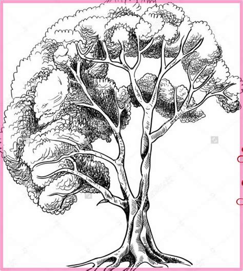 Gambar Mewarnai Pohon Terbaru Menggambar Pohon Sketsa
