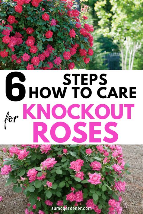 How To Care For Knockout Roses Knockout Roses Knockout Roses Care
