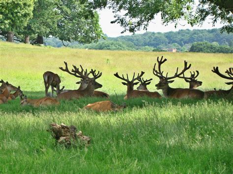 Photographs — Deer In Richmond Park — 8 June 2018 — 7 —