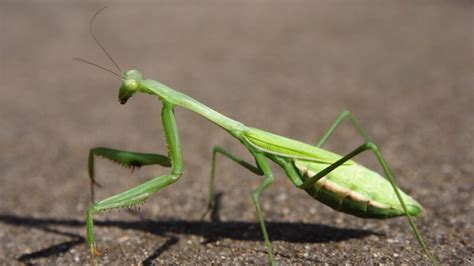 Why Are Praying Mantis Different Colors Information And Facts