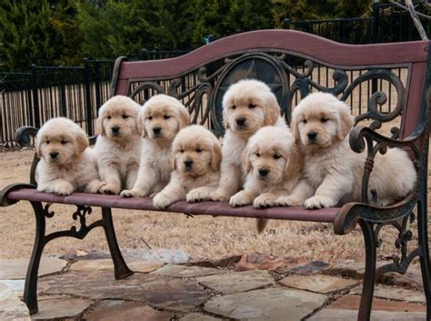 Golden Retriever Tolle Eigenschaften Als Familienhund