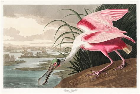10 Most Famous Bird Paintings Artst