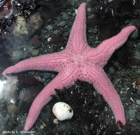 Pisaster Brevispinus Stimpson 1857 1 619×600 Vida Marinha