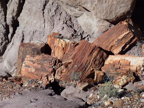 Indogemstone, fossils, petrified wood table, fossil wood furniture, petrified wood side table, fossil indonesian petrified wood side tables crafted from natural fossilized wood for sale on the. The rise of petrified wood in Indonesia - Natural History ...