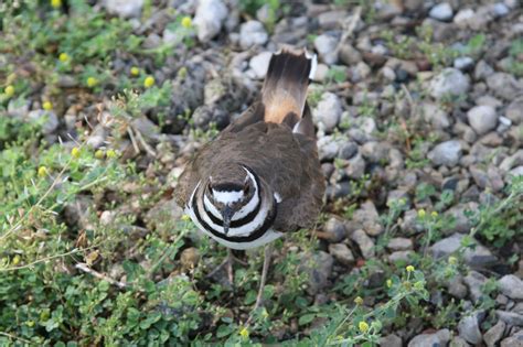 One way an animal adapts is by camouflage. Isabella Conservation District Environmental Education Program: Adaptations - Camouflage