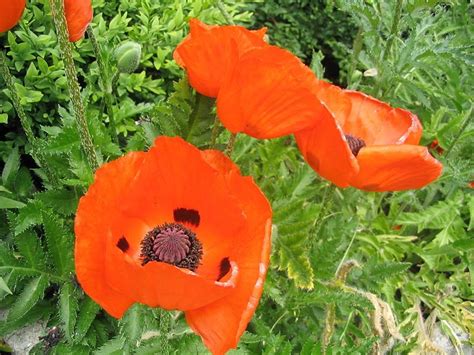 How to Grow Poppies, a Cottage Garden Favorite | Dengarden