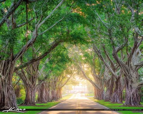 Bridge Road Tree Canopy Hobe Sound Florida Hdr Photography By Captain