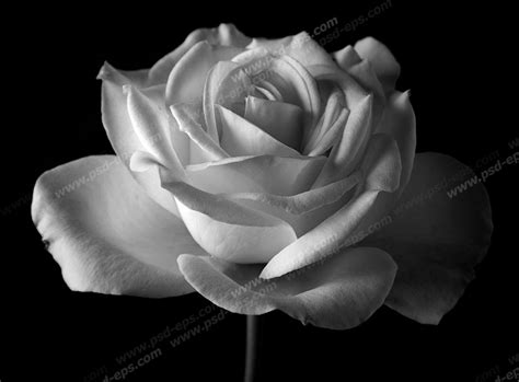 عکس با کیفیت تبلیغاتی گل رز سفید زیبا در پس زمینه تاریک لایه باز طرح آماده Psd Eps