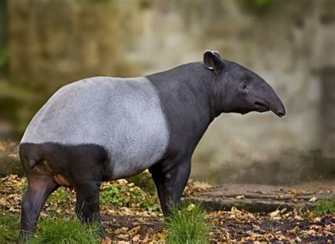 Check spelling or type a new query. Gambar Tapir - LIBUR