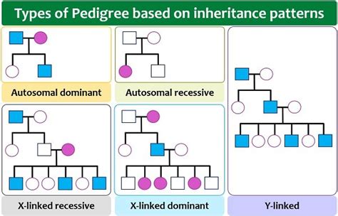 Pedigree Analysis Chart Definition Symbols Types Examples Biology Reader