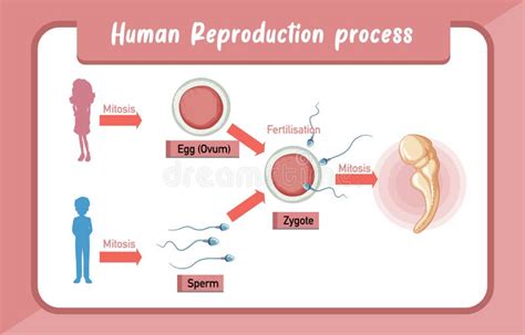 human reproduction process infographic stock vector illustration of living graphic 242585459