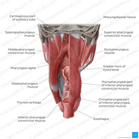 Muscles Of The Pharynx Anatomy Origins And Insertions Kenhub