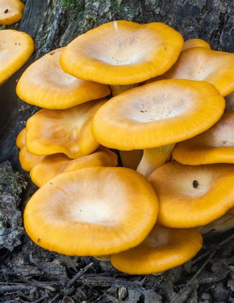Jack Olantern Mushrooms A Poisonous Chanterelle Look A Like