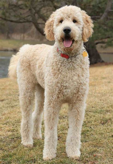 Ss Goldendoodle Review