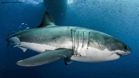 When, where and how they occur. Can sharks cure cancer? Great white shark genome decoded ...