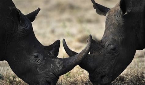Asian Rhino Horn Mania Drives Extinction The World From Prx