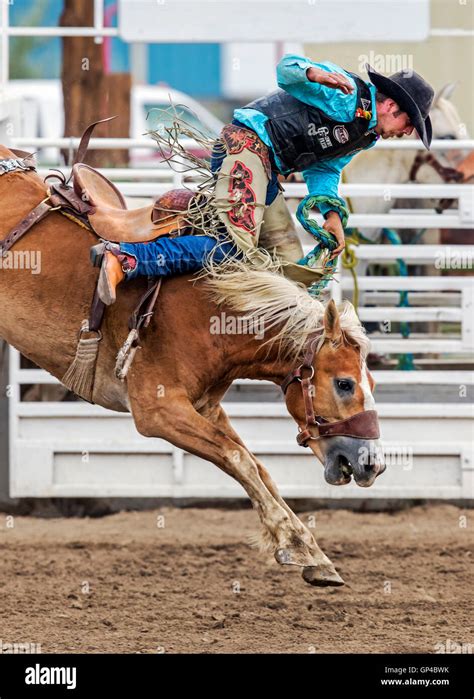 Rodeo Cowboy Riding A Bucking Horse Saddle Bronc Competition Stock