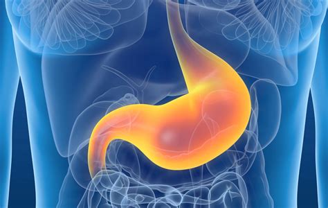 Something To Digest—how Your Stomach Functions Ask The Scientists