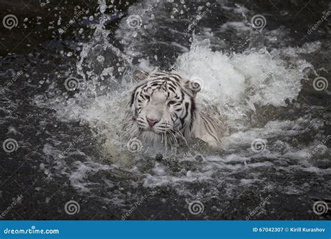Swimming White Tiger Stock Image Image Of Exotic Water 67042307