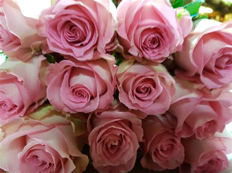 Maybe you would like to learn more about one of these? Light Pink Roses - 100 Stems - 40 cm - Toronto Bulk Flowers