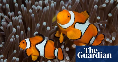 Some Clownfish Have No Personality Australian Study Finds
