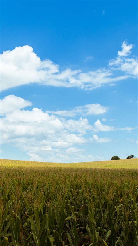 Download 640x1136 Cropland Agriculture Field Clouds Sky Rural Area