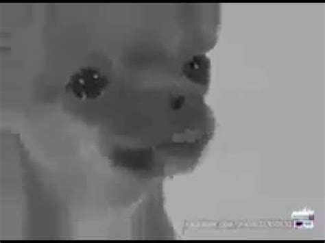 لكني لم اتركها و اقتربت منها في اليوم الموالي حيث احتضنتها بحنان و دفئ و اخرجت لها زبي كي ترضعه و لم تتوانى في. ‫رياكشن كلب حزين ويبكي‬‎ - YouTube