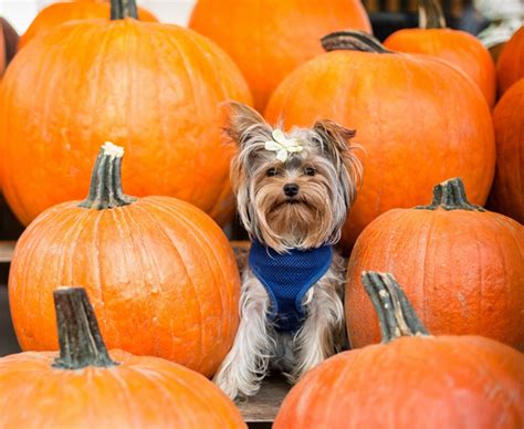 Is pork bad for dogs? People Foods Your Dog Can Eat Safely | Australian Dog Lover