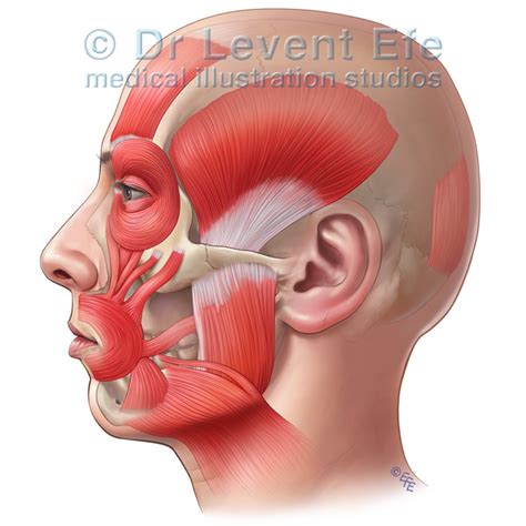 The entire skull is made up of 22 bones, eight of which are cranial bones. Medical illustration: Anatomical image of Facial muscles ...