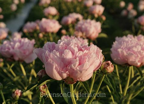 Rose Pearl Peony Swenson Gardens