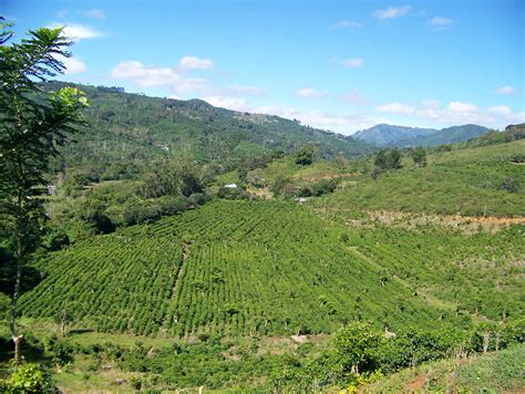 Coffee Farm High Altitude Grown Coffee Fields Of San Marco Flickr