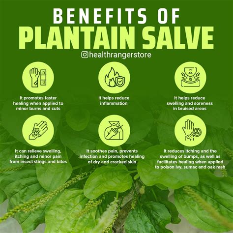 Benefits Of Plantain Salve Health Education How To Apply Inflammation