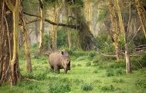 Ujung Kulon National Park Home Of The One Horned Javan Rhinoceros ⋆