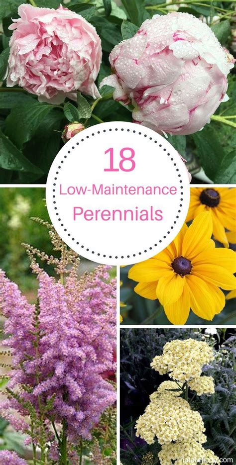 18 Low Maintenance Perennials Flowers Perennials Perennials Flower