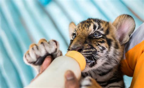 Comment Devient On Soigneur Animalier