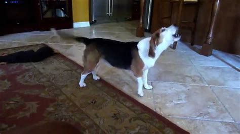 Barking Beagle Youtube
