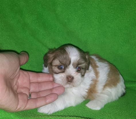 Enter your email address to receive alerts when we have new listings available for imperial shih tzu for sale. Shih Tzu Puppies For Sale | Pittsburgh, PA #232322