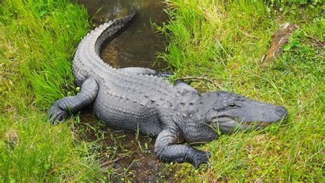 Are Alligators Reptiles Why Alligators Are Reptiles And Not Amphibians